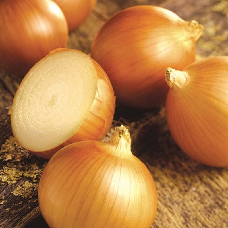 Onion Walla Walla Sweet Vegetable Seeds Allium cepa 50Seeds image 2