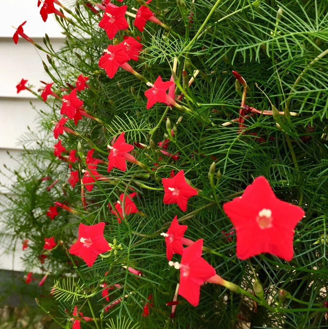 How to Plant Hummingbird Vine Seeds 