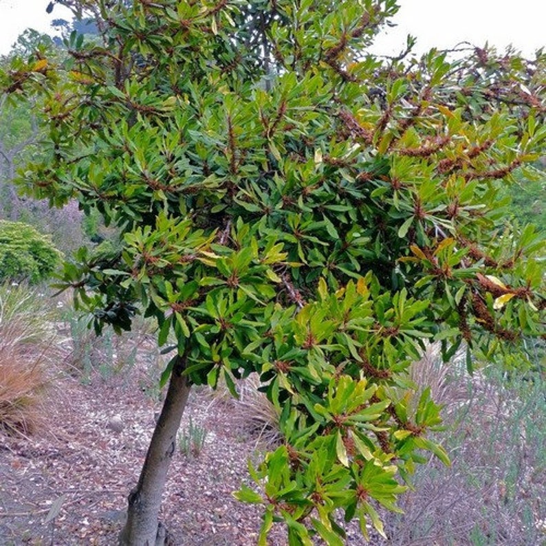 Cape Beech Tree Seeds Rapanea Melanophloeos seeds Etsy