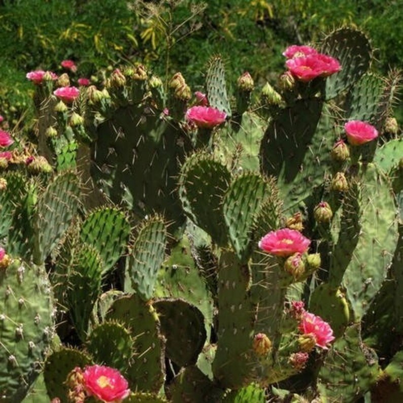 Prickly Pear Cactus Mix Seeds Opuntia species mix 25Seeds Etsy