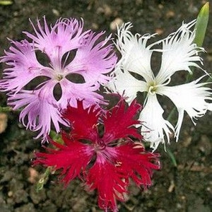 Dianthus Superbus Hybrids Mix Flower Seeds (Dianthus Superbus) 200+Seeds