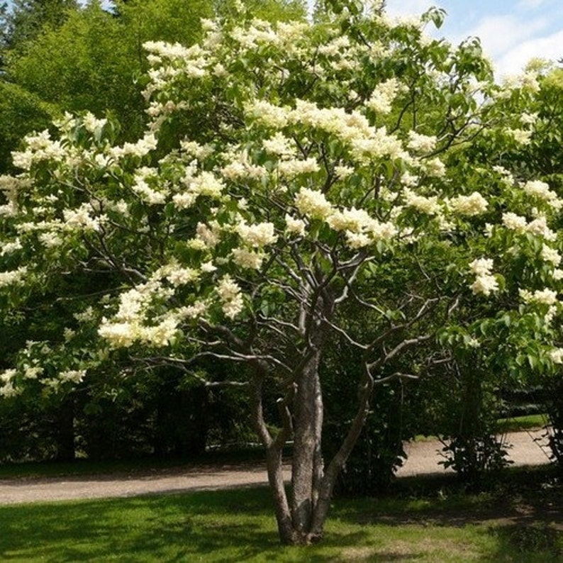 Japanese Tree Lilac Seeds Syringa reticulata 20Seeds image 2