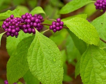 American Beautyberry Bush Seeds (Callicarpa americana) 35+Seeds