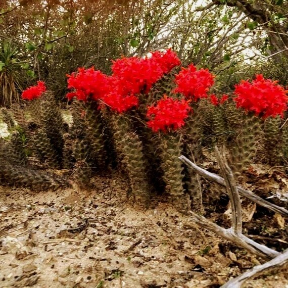 Red Flowered Pincushion Cactus Seeds (cochemiea Poselgeri) 20+seeds - Etsy