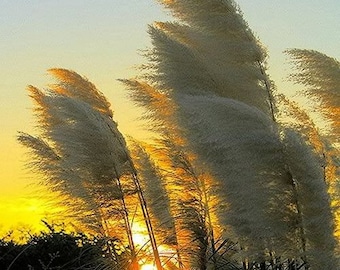 Pampas White Ornamental Grass Seeds (Cortaderia selloana) 50+Seeds