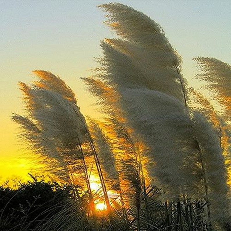 Pampas White Ornamental Grass Seeds Cortaderia selloana 50Seeds image 1