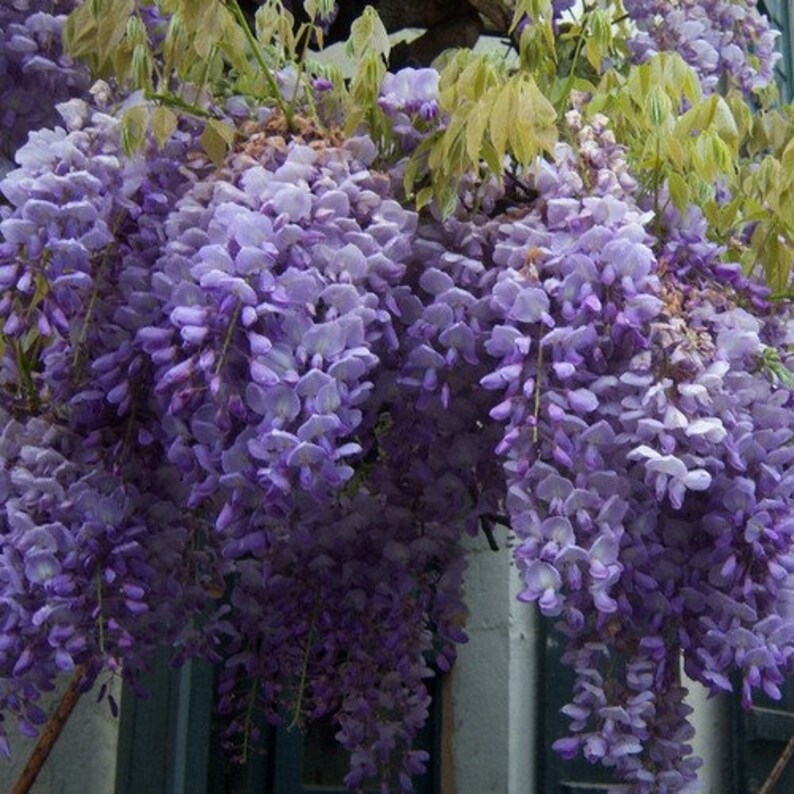Chinese Wisteria Vine Seeds wisteria Sinensis 5seeds Etsy
