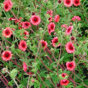 Cinquefoil Miss Willmott Flower Seeds Potentilla Nepalensis 50Seeds image 1