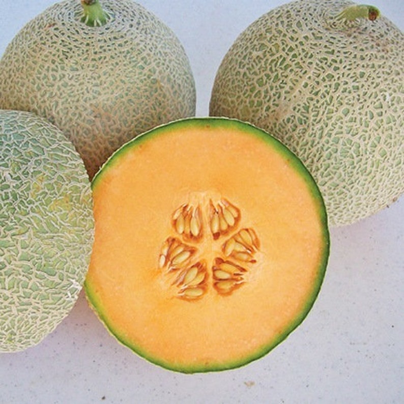 Cantaloupe Hales Best Jumbo Melon Seeds cucumis Melo Etsy