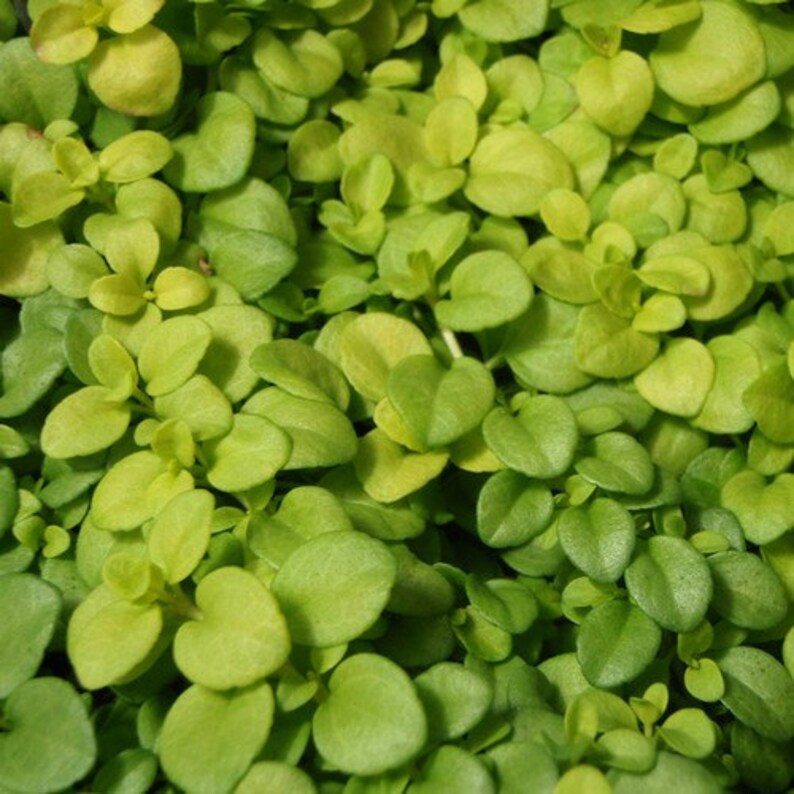 Вероника Саншайн Купить Семена