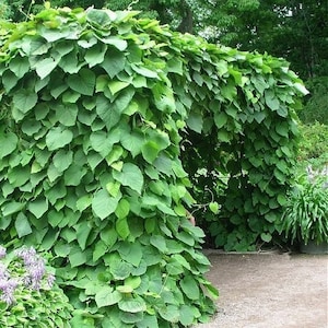 Dutchman's Pipe Vine Seeds Aristolochia durior 15Seeds image 1