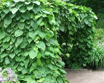 Graines de vigne à pipe de Dutchman (Aristolochia durior) 15+Graines