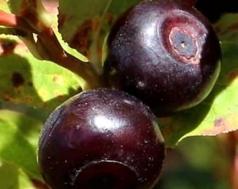 Mountain Huckleberry Bush Seeds (Vaccinium membranaceum) 25+Seeds