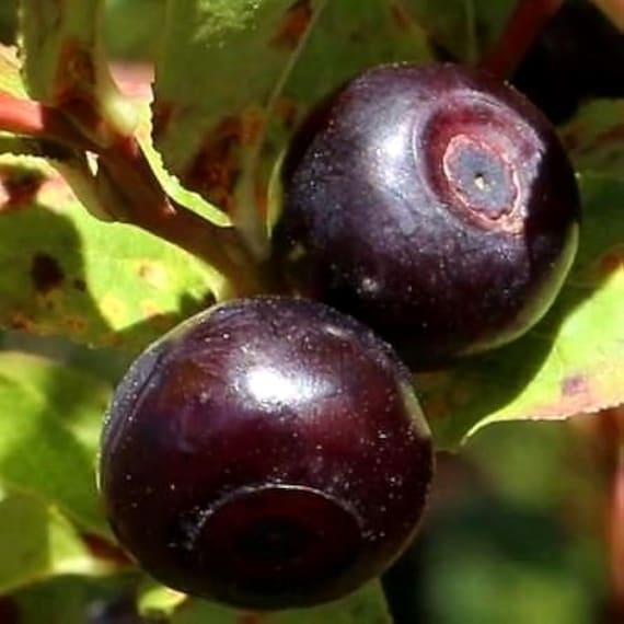 Mountain Huckleberry Bush Seeds (Vaccinium membranaceum) 25+Seeds