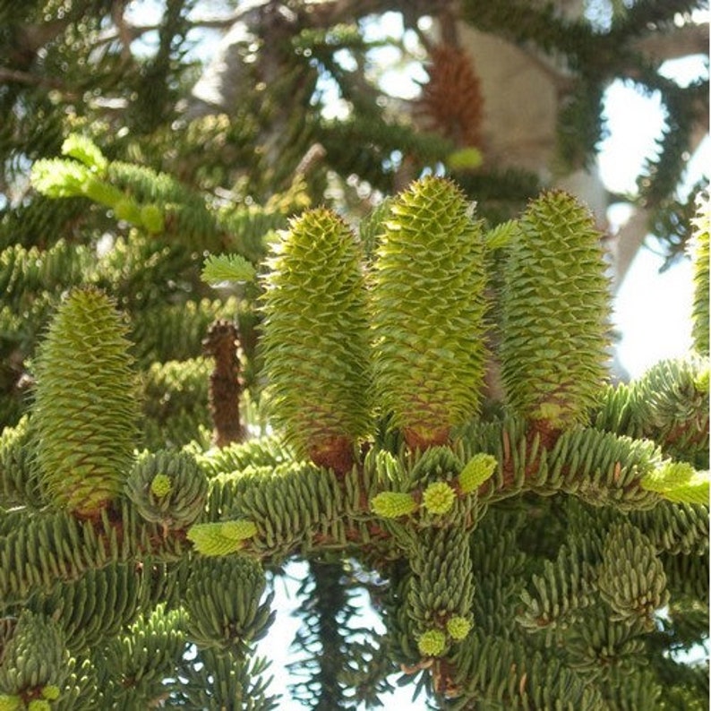 California Red Fir Tree Seeds Abies magnifica 5Seeds image 2