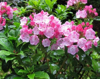 Mountain Laurel Bush Seeds (Kalmia latifolia) 50+Seeds