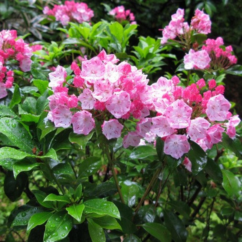 thumbnail interactive-video image 1 of Mountain Laurel Spoonwood Seeds - Kalmia Latifolia - Pink & White Flowering Tree Seeds (1-5000 PCS) #0152 1 of 6