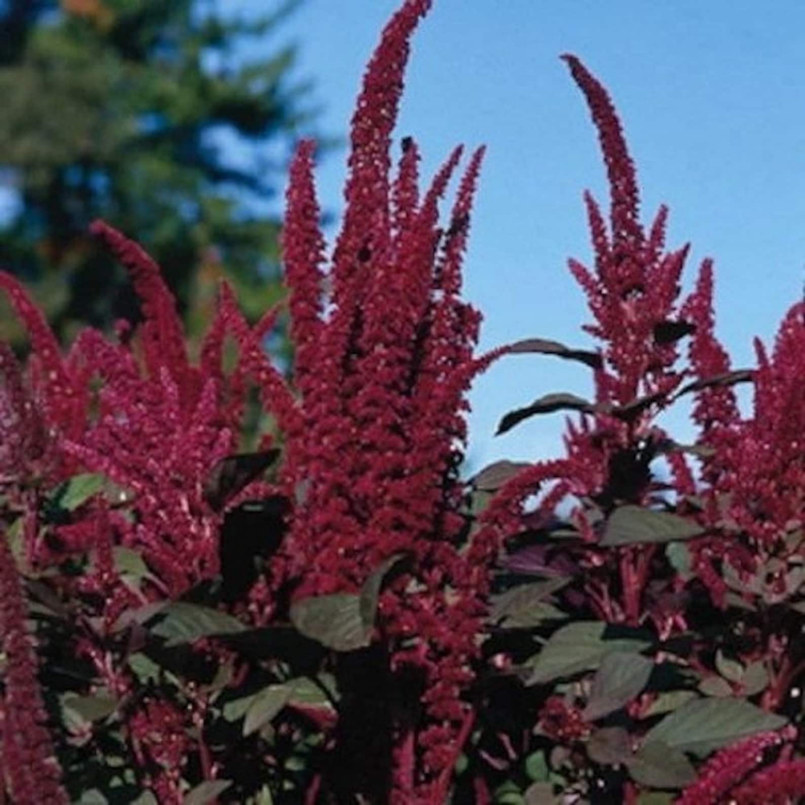Amaranthus Red Spike Seeds amaranthus Cruentus 200 Seeds | Etsy