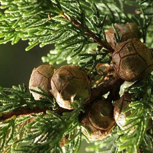 Monterey Cypress Tree Seeds (Cupressus macrocarpa) 25+Seeds
