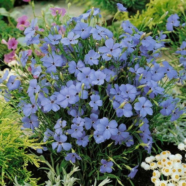 Catchfly Blue Angel Flower Seeds (Viscaria Oculata) 100+Seeds