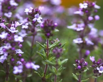 Garden Thyme Herb Seeds (Thymus Vulgaris) 100+Seeds