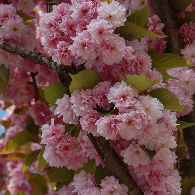 Japanese Flowering Cherry Tree Seeds prunus Serrulata Etsy