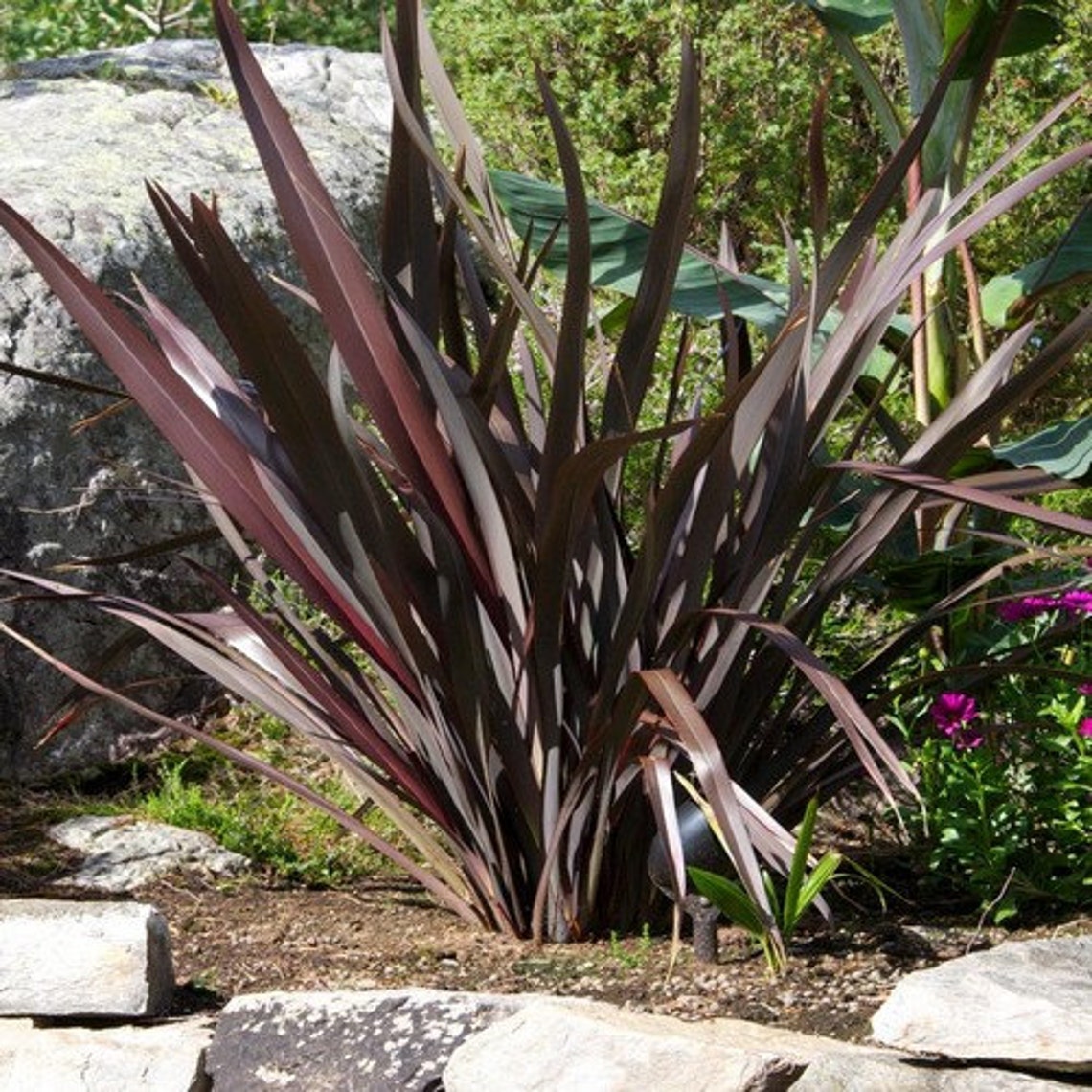 Phormium Purpureum Ornamental Grass Seeds New Zealand Flax Etsy