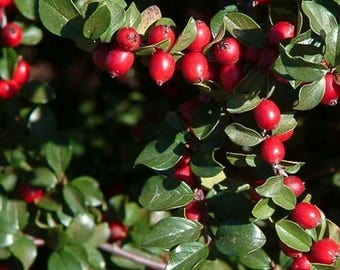 Spreading Cotoneaster Bush Seeds (Cotoneaster divaricatus) 25+Seeds