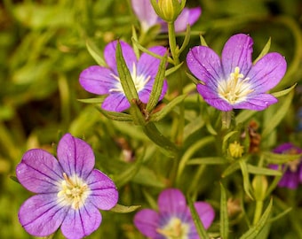 Venus's Looking Glass Flower Seeds (legousia Speculum) 200+seeds