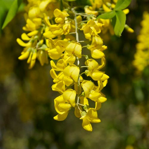 Golden Chain Tree Seeds laburnum Anagyroides 25seeds Etsy