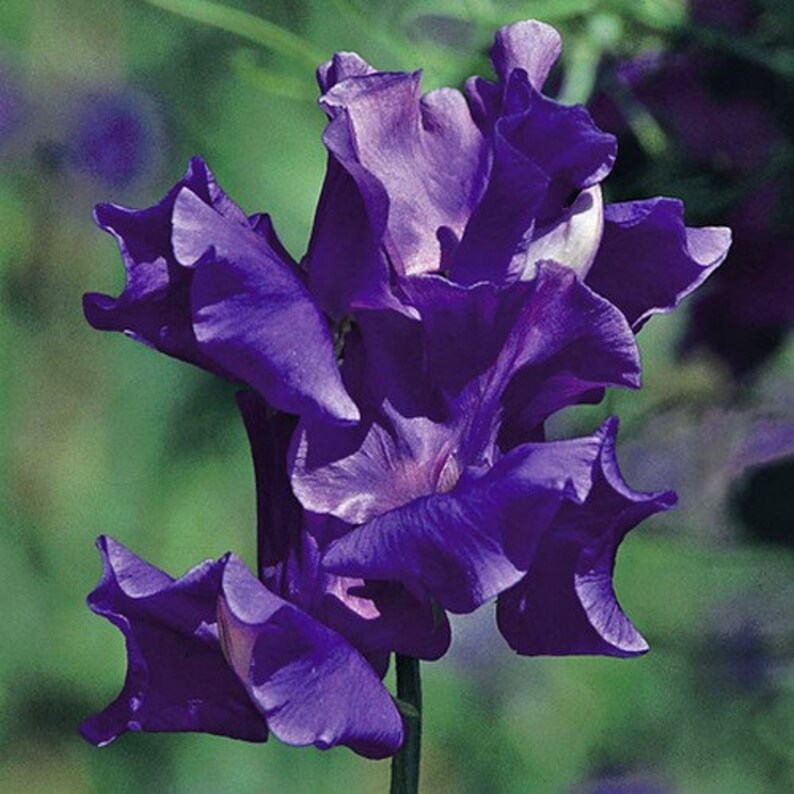 Sweet Pea Royal Navy Blue Flower Seeds Lathyrus Odoratus 25Seeds image 2