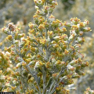 Big Sagebrush Seeds Artemisia tridentata 200Seeds image 1