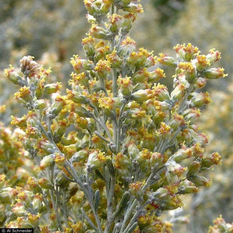 Big Sagebrush Seeds Artemisia tridentata 200Seeds image 1