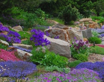 Rock Garden Perennials Flower Seeds 200+Seeds