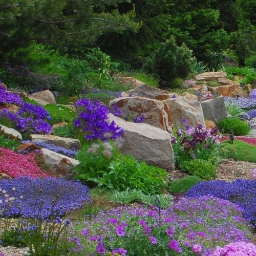 Rock Garden Perennials Flower Seeds 200seeds Etsy
