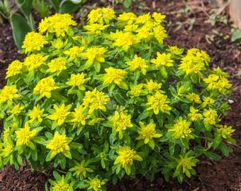 Cushion Spurge Flower Seeds (Euphorbia Polychroma) 15+Seeds