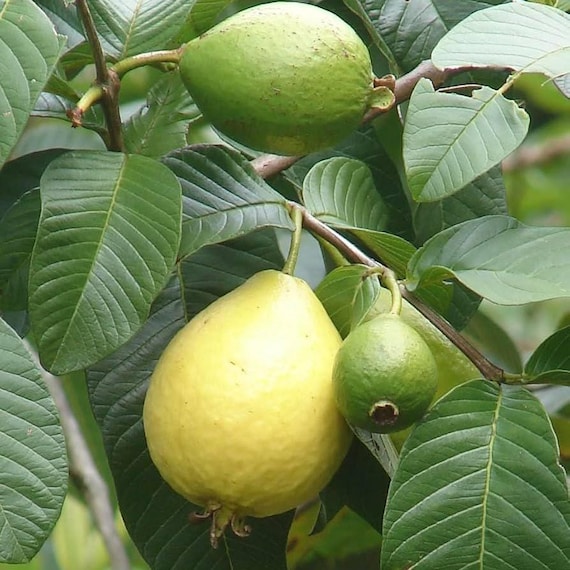 Lemon Guava Frut Tree Seeds (psdum Guajava) 20+seeds - Etsy Lemon Guava Frut Tree Seeds (psdum Guajava) 20+seeds - Etsy