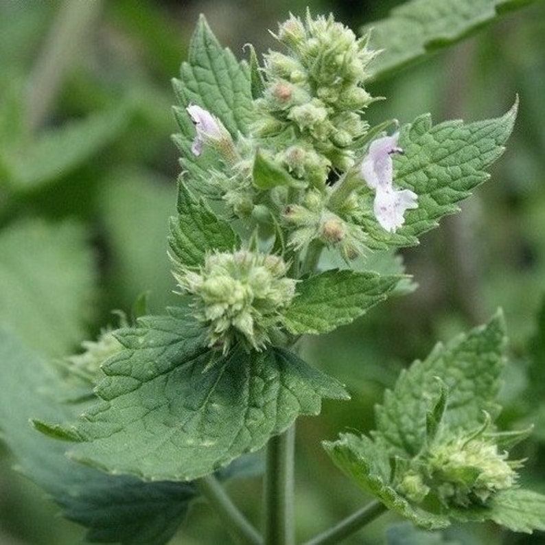 Lemon Catnip Herb Seeds Nepeta Cataria 200Seeds image 2