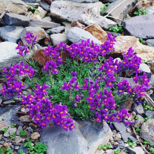 Alpine Toadflax Flower Seeds (Linaria Alpina) 25+Seeds