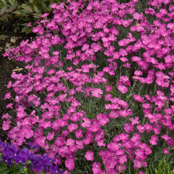 Dianthus Cheddar Pink Fower Seeds (Dianthus Gratianopolitanus) 50+