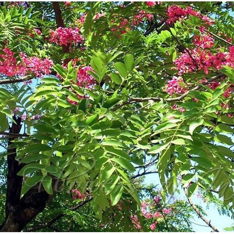 Apple Blossom Cassia Tree Seeds Cassia javanica 25Seeds image 2