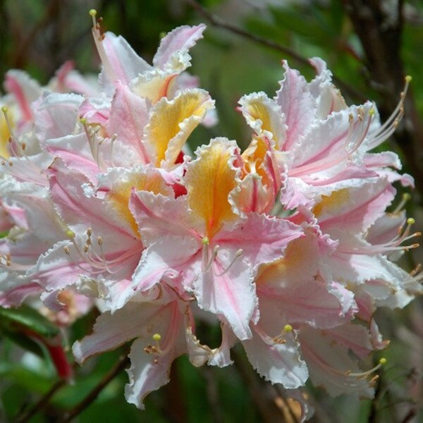 Western Azalea Bush Seeds (Rhododendron occidentale) 25+Seeds