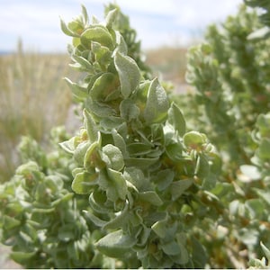 May include: Close-up of a plant with light green, textured leaves. The plant has a dense, bushy appearance, with multiple stems and small, rounded leaves. The background shows a blurred view of sand and other plants, suggesting a coastal or desert environment.