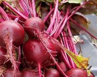 Beet Ruby Queen Vegetable Seeds (Beta vulgaris) 30+Seeds