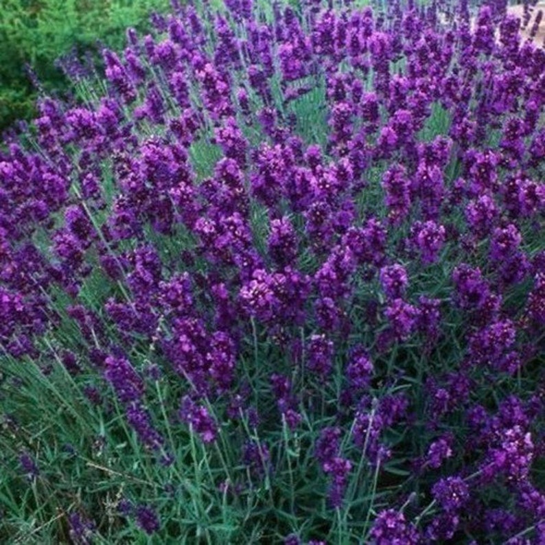Lavender Hidcote Flower Seeds Lavandula Angustifolia 50Seeds image 2
