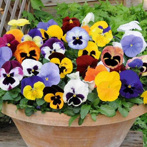 Geranium F2 Mixed Flower Seeds approx. 8 seeds