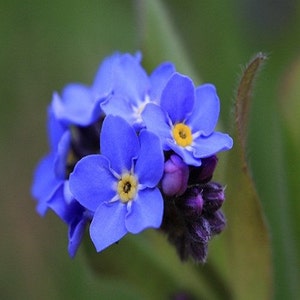 Forget Me Not Blue Flower Seeds Myosotis Alpestris Blue 200Seeds image 2