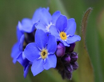 40s forget me not 勿忘草 ブレスレット 海軍 陸軍 19cm 希少】40s US ARMY forget me not Sweet Heart jewelry