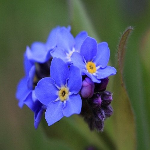 Forget Me Not Blue Flower Seeds (Myosotis Alpestris Blue
