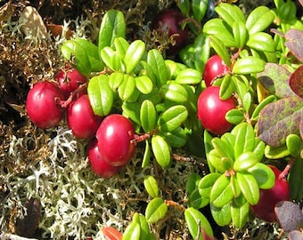 Mountain Cranberry Bush Seeds (Vaccinium Vitis-idaea) 50+Seeds